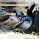 A three-days old bonobo baby sleeps on the belly of its mother Kutu in the zoo in Frankfurt, Germany.